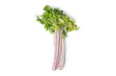 Rose Celery