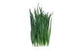 Garlic Chives