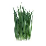 Garlic Chives