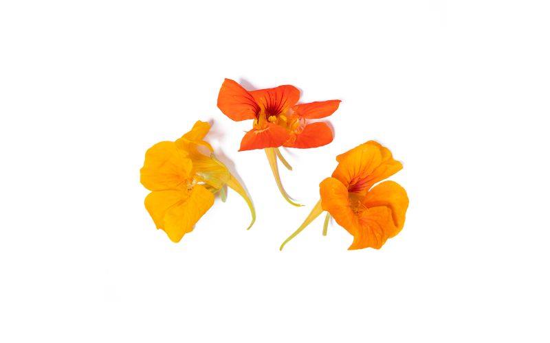 Nasturtium Flowers