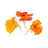 Nasturtium Flowers