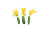 Cucumber Blossoms