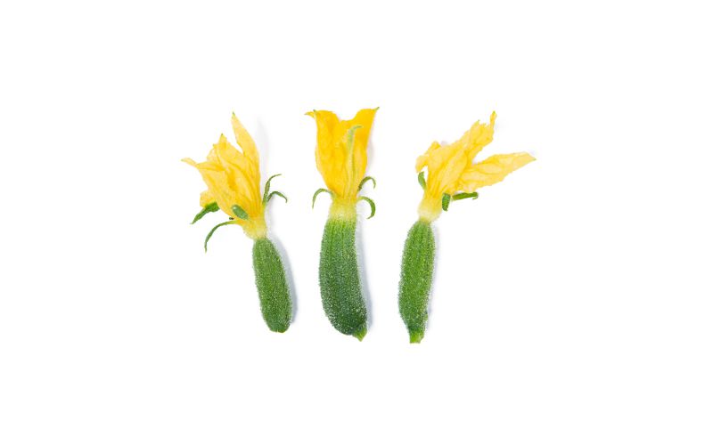 Cucumber Blossoms