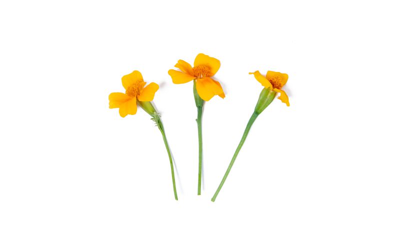 Citrus Gem Marigold Flowers