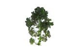 KinderGreens® Red Frill Mustard