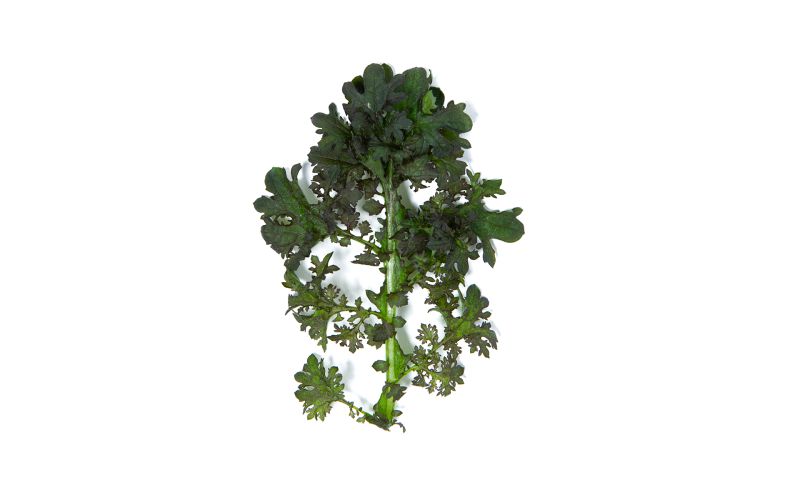 KinderGreens® Red Frill Mustard