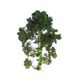 KinderGreens® Red Frill Mustard