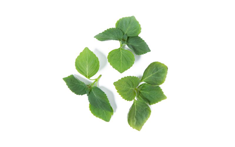 KinderGreens® Sesame Leaves
