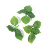 KinderGreens® Sesame Leaves