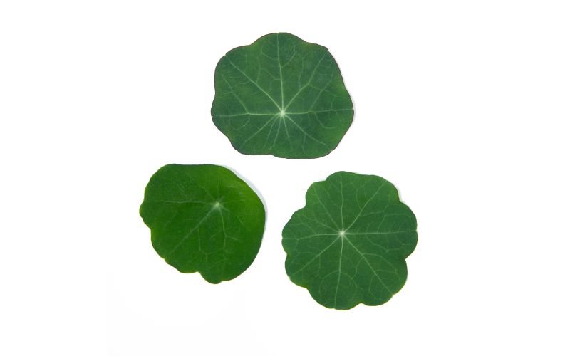 KinderGreens® Classic Nasturtium Leaf