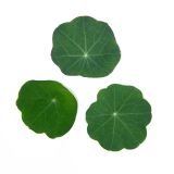 KinderGreens® Classic Nasturtium Leaf
