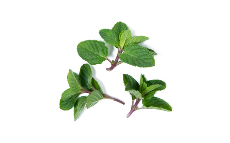 Black Currant Mint