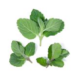 Grapefruit Mint