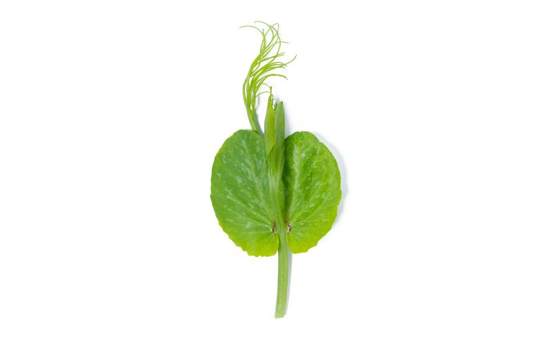 Pea Tendrils
