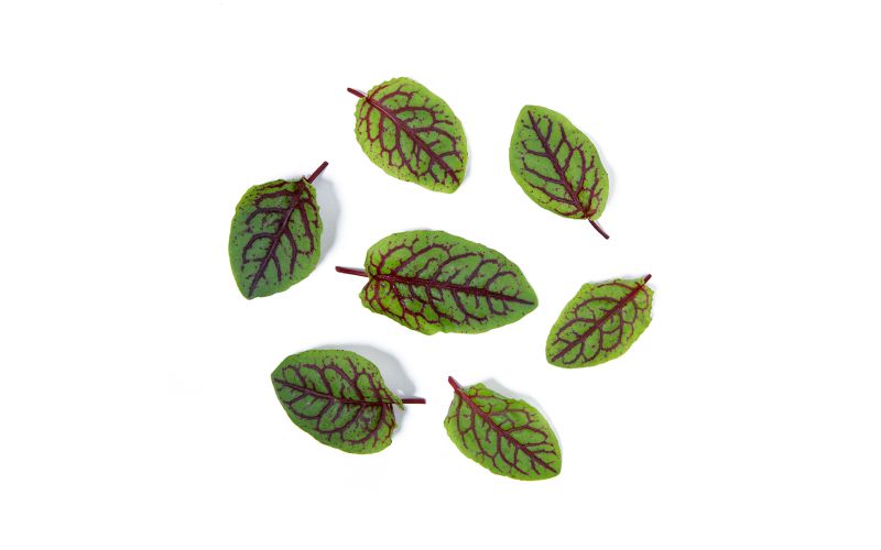 KinderGreens® Blood Sorrel