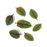 KinderGreens® Blood Sorrel