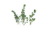 Lemon Thyme