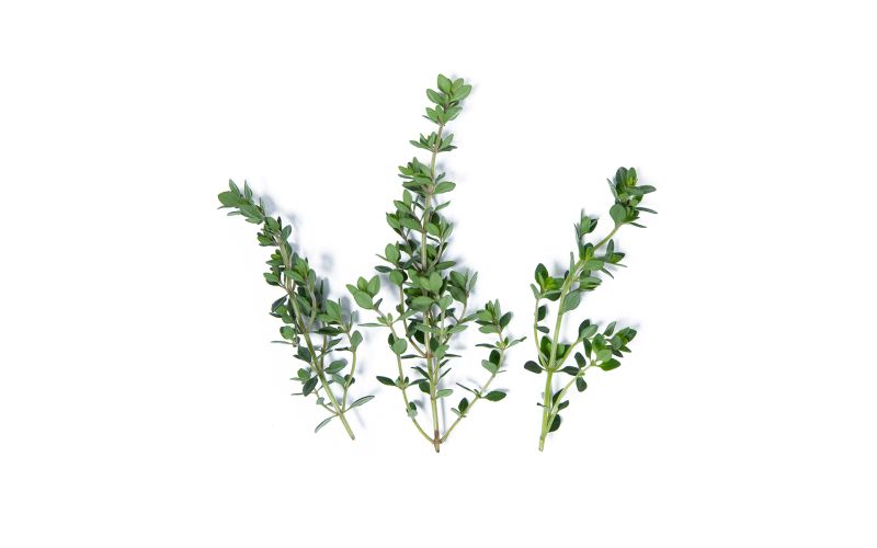 Lemon Thyme