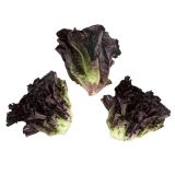 Organic Red Little Gem Lettuce