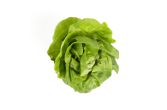 Hydro Boston Lettuce