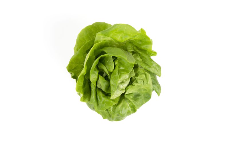 Hydro Boston Lettuce