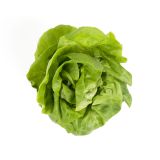 Hydro Boston Lettuce