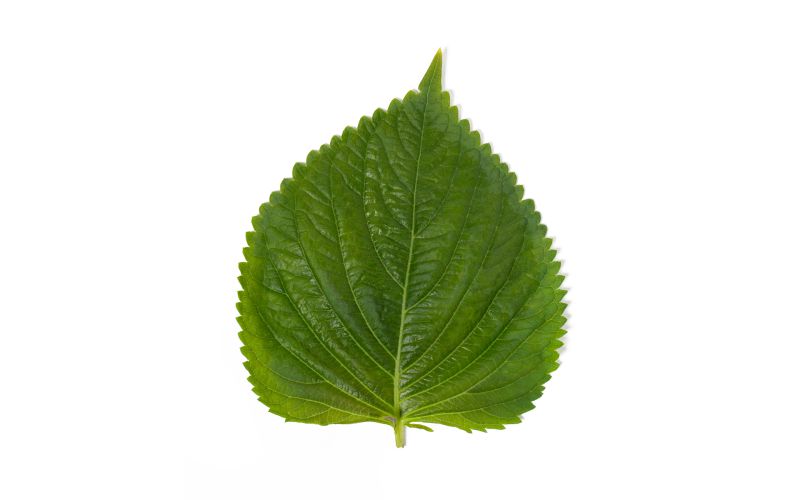 SSaM Sesame Leaf