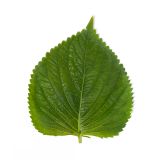 SSaM Sesame Leaf