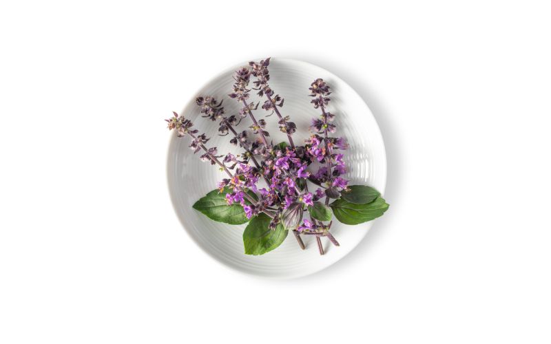 Basil Blossoms