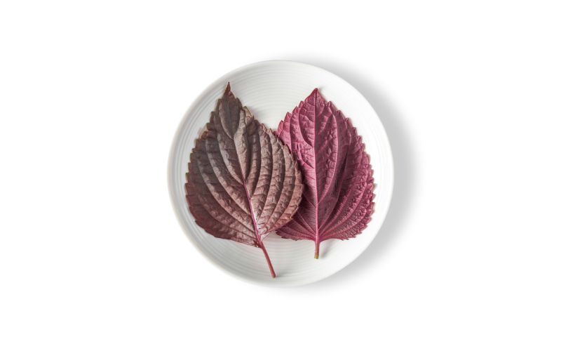 Red Shiso Leaves