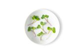 Micro Daikon Radish