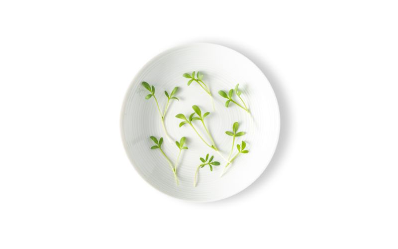 Micro Pepper Cress