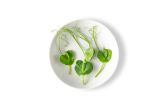 Petite Pea Tendrils