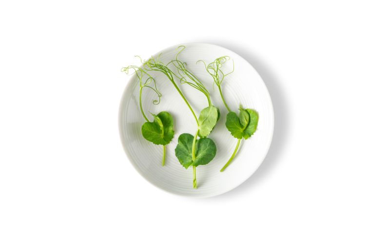 Petite Pea Tendrils
