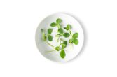 Micro Pea Greens
