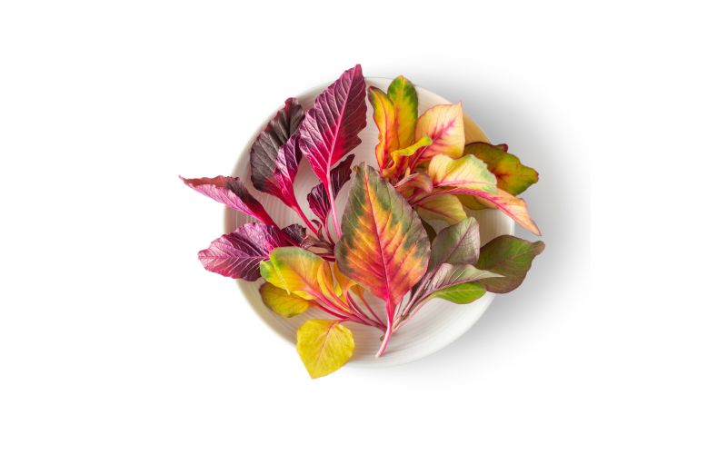 Petite Carnival Amaranth