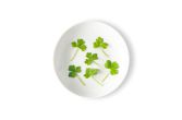 Micro Parsley