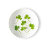 Micro Parsley