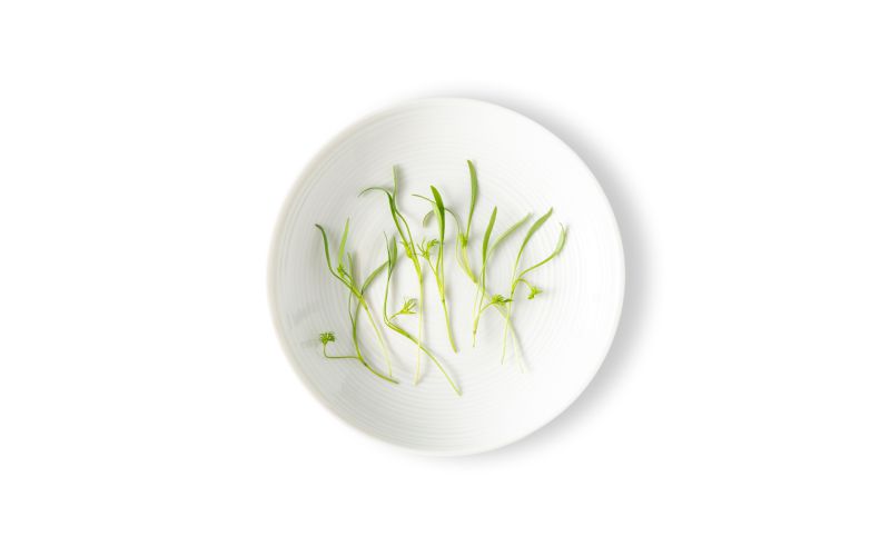 Micro Dill