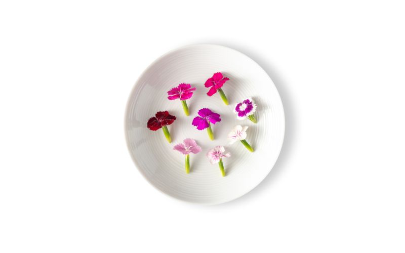 Micro Dianthus Flowers