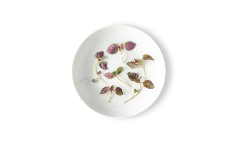 Micro Red Shiso