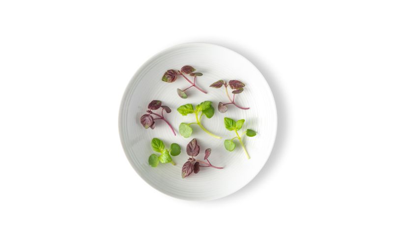 Micro Shiso Mix