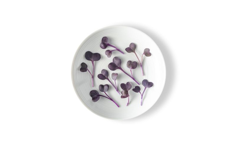 Micro Radish Ruby