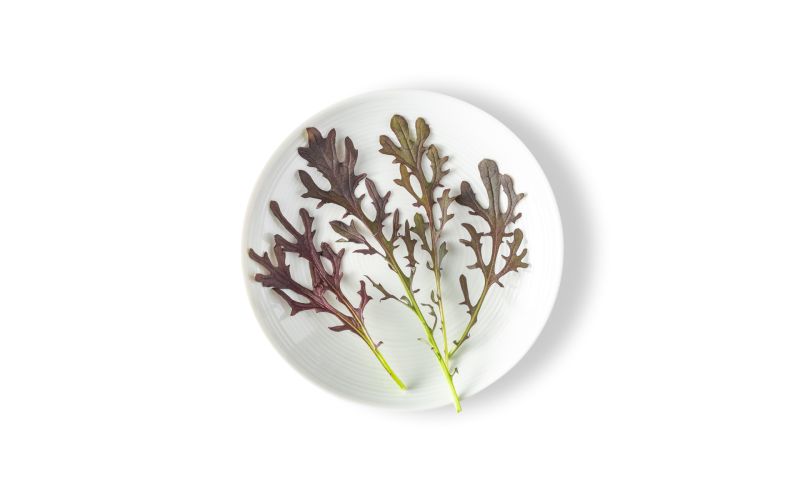 Petite Mustard Red Frill