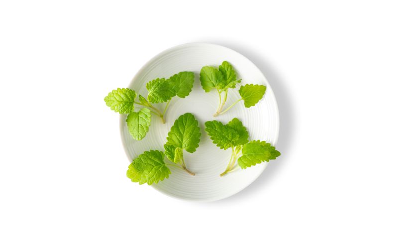 Petite Lemon Mint