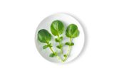 Petite Green Watercress