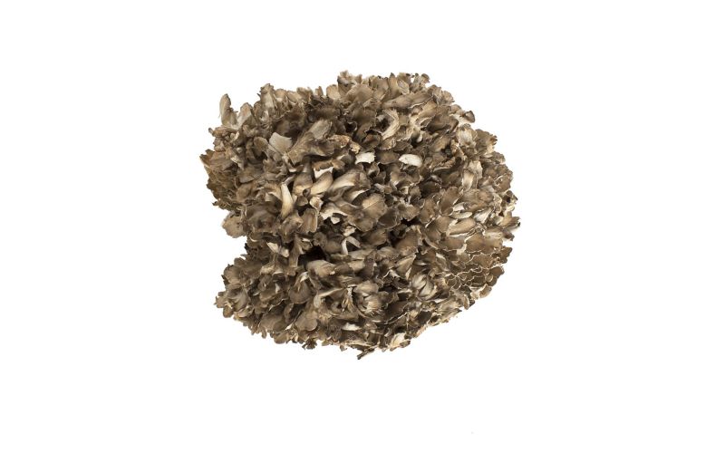Organic Extra Large Black Maitake/Hen of the Woods Mushrooms