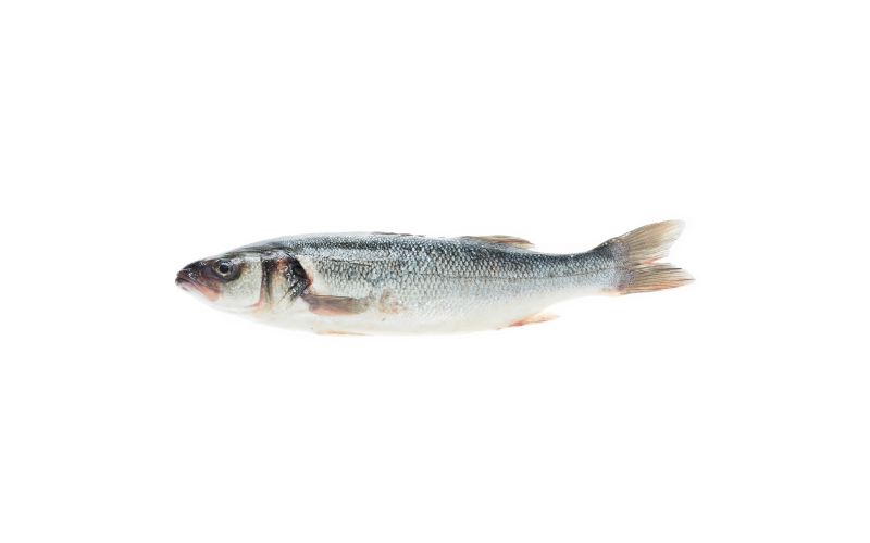 Whole Farmed Steelhead Trout