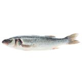 Whole Farmed Steelhead Trout