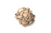 Oyster Mushrooms